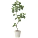 光触媒 人工観葉植物 造花 ツイストウンベラータ1.9(組立式) (高さ190cm) (2494A500) 190cm