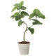光触媒 人工観葉植物 造花 ウンベラータ1.25 (高さ125cm) (2629A300)