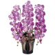 光触媒 人工観葉植物 造花 ロイヤル胡蝶蘭L (高さ76cm) (311A200) パープル