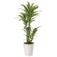 光触媒 人工観葉植物 造花 フレッシュドラセナ1.25 (高さ125cm) (428R300)