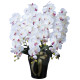 光触媒 人工観葉植物 造花 ロイヤル胡蝶蘭5本立W/AB (高さ76cm) (447A300)