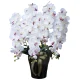光触媒 人工観葉植物 造花 ロイヤル胡蝶蘭5本立W/AB (高さ76cm) (447A300) ホワイト