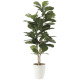 光触媒 人工観葉植物 造花 カシワバゴム1.35 (高さ135cm) (609R280)