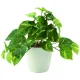 光触媒 人工観葉植物 造花 フレッシュポトスS (高さ25cm) (642A35) 25cm