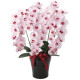 光触媒 人工観葉植物 造花 プレミアム胡蝶蘭5本立P (高さ75cm) (652K200)