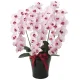 光触媒 人工観葉植物 造花 プレミアム胡蝶蘭5本立P (高さ75cm) (652K200) ピンク