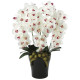 光触媒 人工観葉植物 造花 プレミアム胡蝶蘭5本立W/AB (高さ75cm) (653K200)