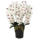 光触媒 人工観葉植物 造花 プレミアム胡蝶蘭5本立W/AB (高さ75cm) (653K200) ホワイト
