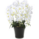 光触媒 人工観葉植物 造花 クイーン胡蝶蘭5本立W (高さ74cm) (654A150)