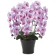 光触媒 人工観葉植物 造花 クイーン胡蝶蘭5本立L (高さ74cm) (655A150) パープル