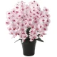 光触媒 人工観葉植物 造花 プレミアム胡蝶蘭7本立P (高さ75cm) (656A250) ピンク