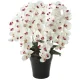 光触媒 人工観葉植物 造花 プレミアム胡蝶蘭7本立W/AB (高さ75cm) (657A250) ホワイト