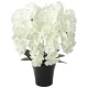 光触媒 人工観葉植物 造花 プレミアム胡蝶蘭7本立W (高さ75cm) (658A250) ホワイト