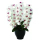 光触媒 人工観葉植物 造花 プレミアム胡蝶蘭W/AB (高さ68cm) (661K135) ホワイト