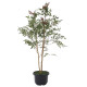 光触媒 人工観葉植物 造花 南天1.0 (高さ100cm) (734Ｋ165)