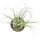 光触媒 人工観葉植物 造花 エア―プランツR(ポリ製) (高さ19cm) (866K10)