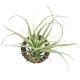 光触媒 人工観葉植物 造花 エア―プランツR(ポリ製) (高さ19cm) (866K10) 19cm