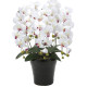 光触媒 人工観葉植物 造花 クイーン胡蝶蘭5本立W/AB (高さ74cm) (916A150)
