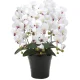 光触媒 人工観葉植物 造花 クイーン胡蝶蘭5本立W/AB (高さ74cm) (916A150) ホワイト