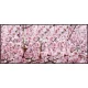 【2026年春】ディスプレイシート 桜満開 【限定品】 (No181-4) 桜満開