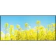 【2026年春】ディスプレイシート 菜の花青空 (No181-4) 菜の花青空