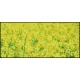 【2026年春】ディスプレイシート 菜の花畑【限定品】 (No181-4) 菜の花畑