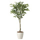 光触媒 人工観葉植物 造花 フィカスツリー1.65 (高さ165cm) (2435A290)