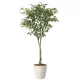 光触媒 人工観葉植物 造花 フィカスツリー1.65 (高さ165cm) (2435A290) 165cm